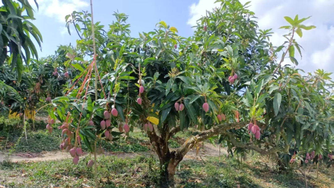 ×ðÁúʱ¿¡¤(Öйú)ÈËÉú¾ÍÊDz«!