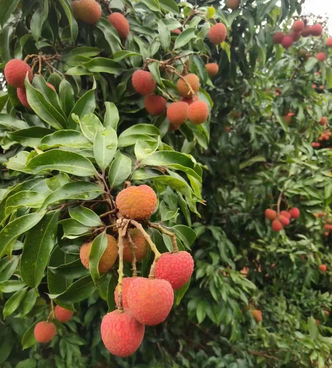 尊龙时凯·(中国)人生就是搏!